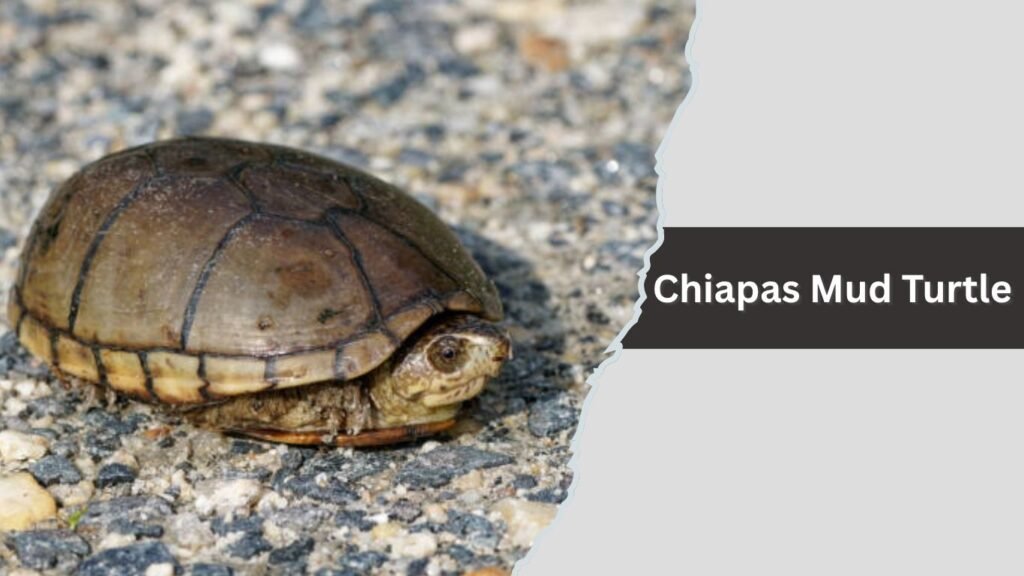  Chiapas Mud Turtle