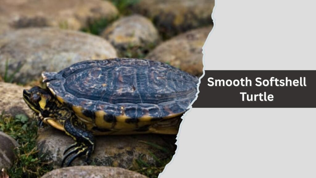  Smooth Softshell Turtle