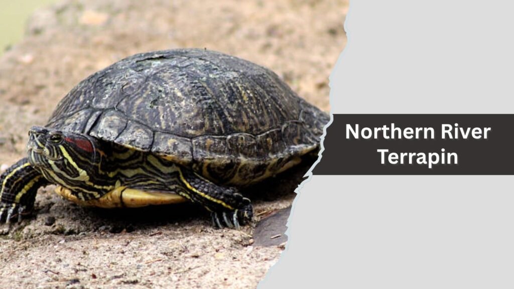 Northern River Terrapin