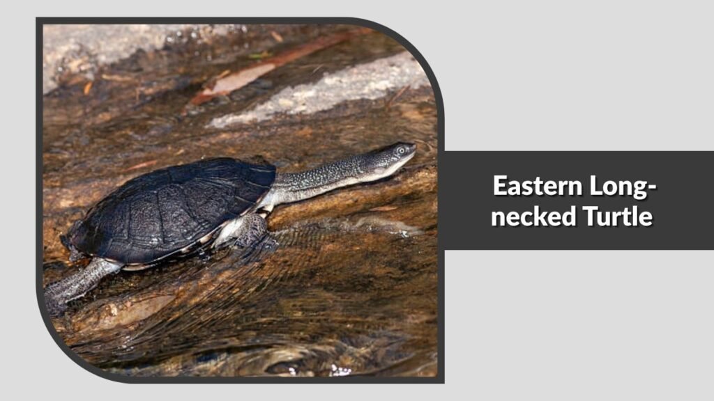 Eastern Long-necked Turtle