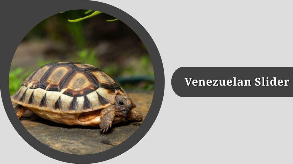 Venezuelan Slider
