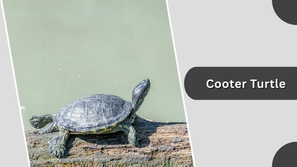  Cooter Turtle