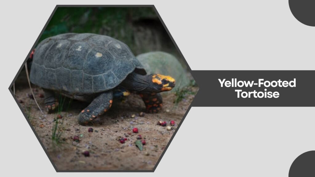 Yellow-Footed Tortoise
