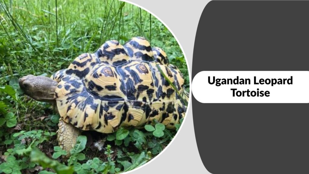 Ugandan Leopard Tortoise
