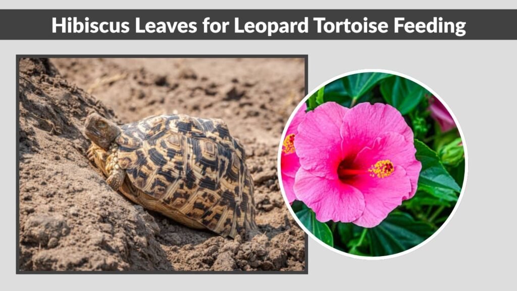 Escarole for Leopard Tortoise Feeding