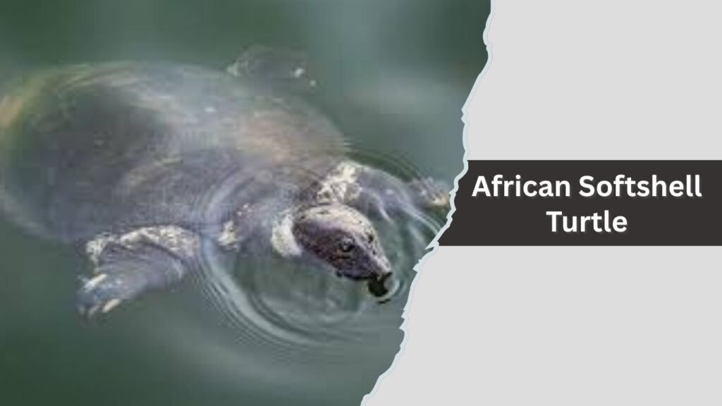  African Softshell Turtle