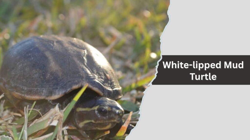 White-lipped Mud Turtle