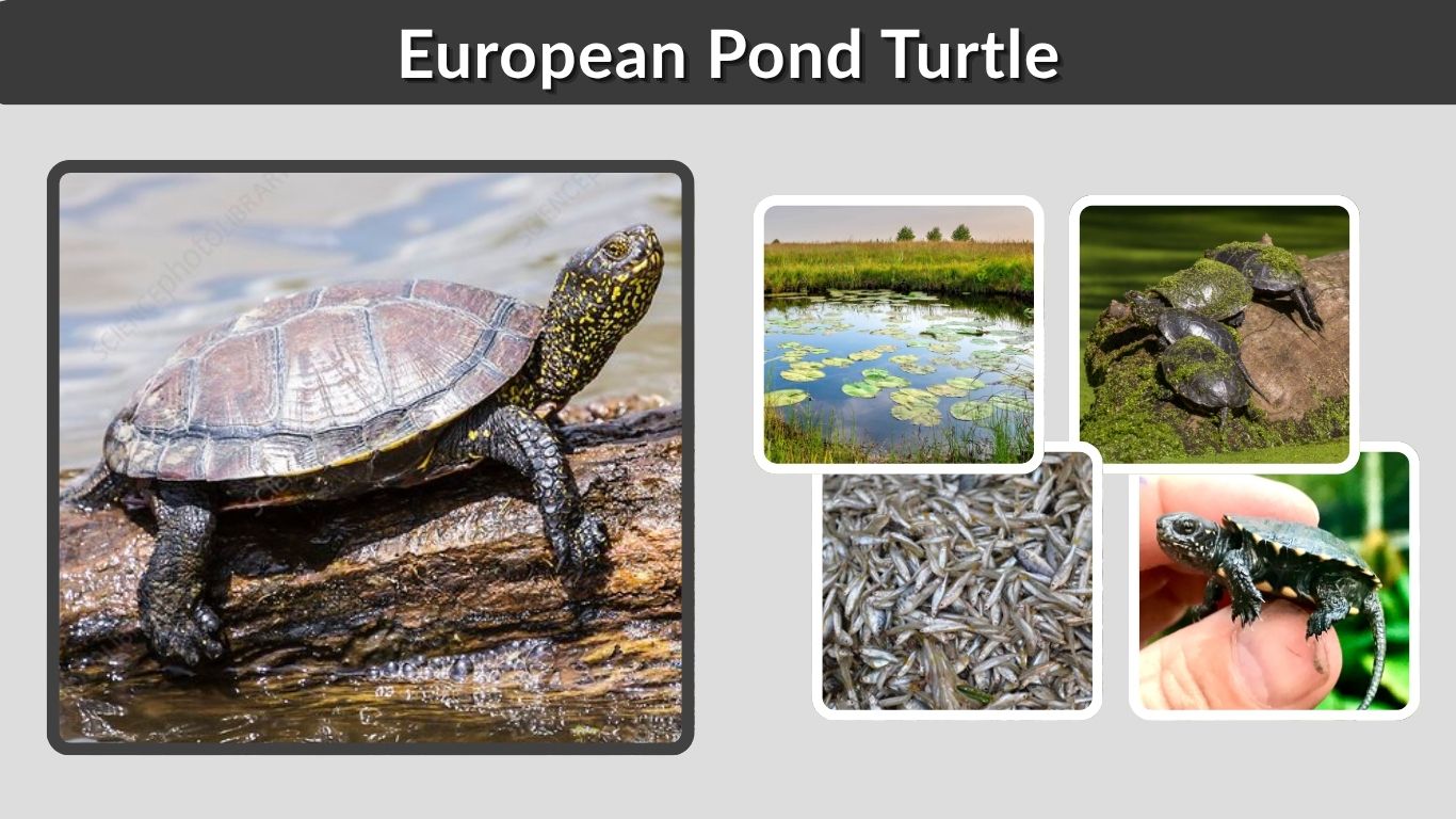 European Pond Turtle Facts, Size, Habitat, Diet and Lifespan