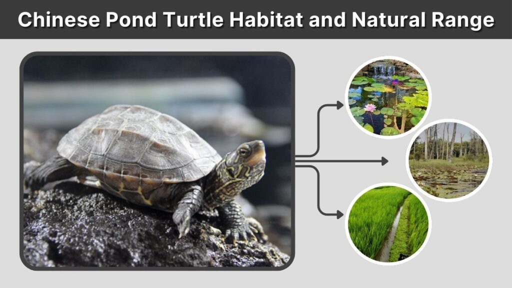 Chinese Pond Turtle Habitat and Natural Range