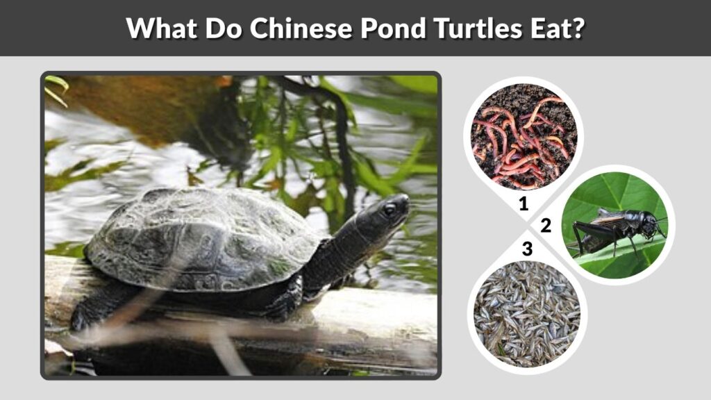 What Do Chinese Pond Turtles Eat?