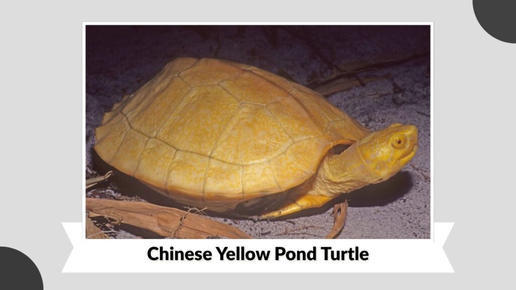 Chinese Yellow Pond Turtle