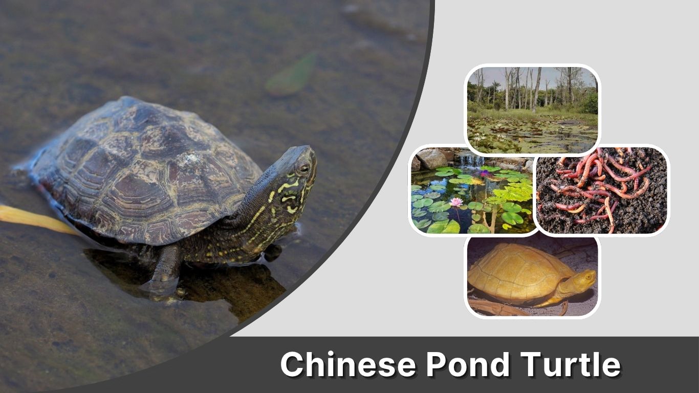 Chinese Pond Turtle Care, Diet, Habitat and Lifespan
