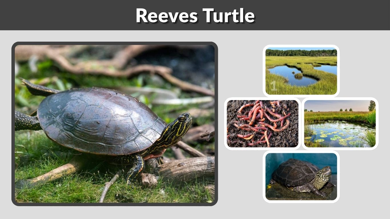 Reeves Turtle Habitat, Diet, Size, and Care Guide