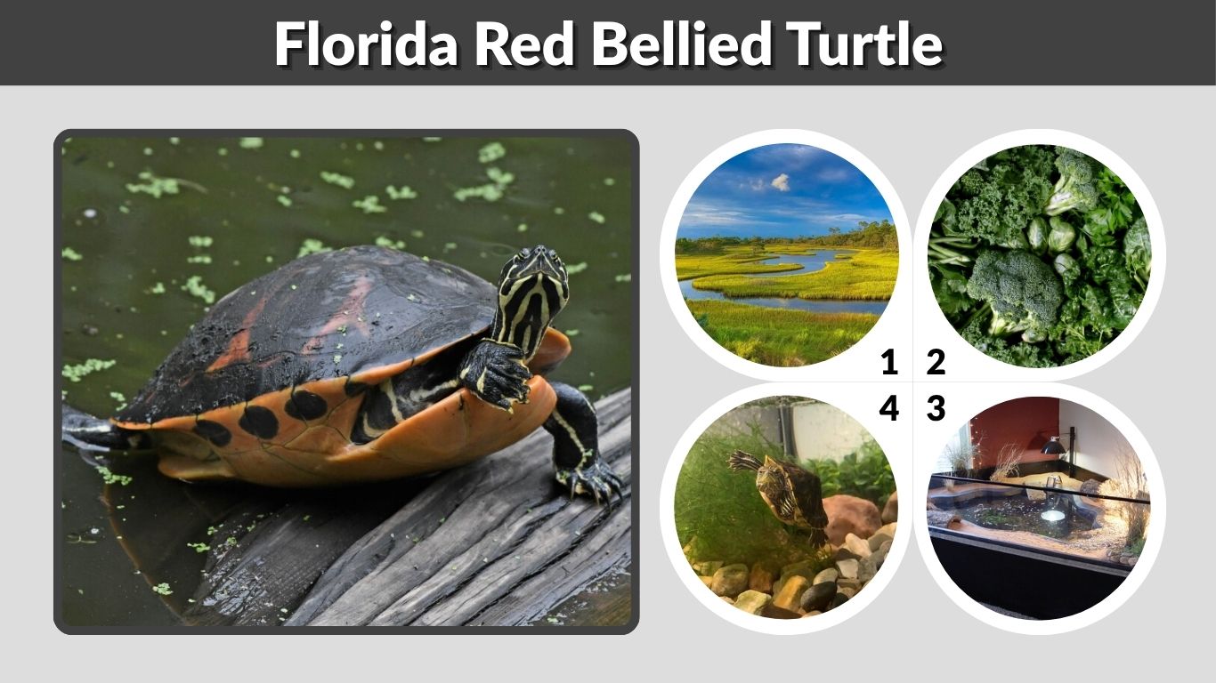 Florida Red Bellied Turtle Habitat, Diet and Care Tips