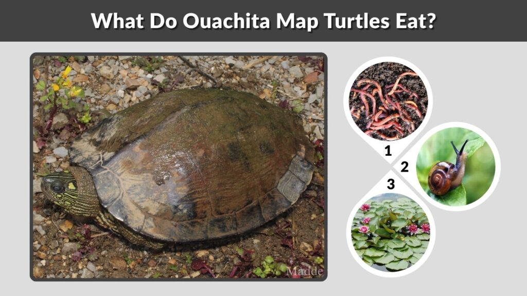 What Do Ouachita Map Turtles Eat?