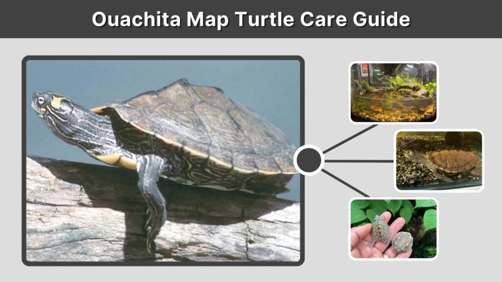 Ouachita Map Turtle Care Guide