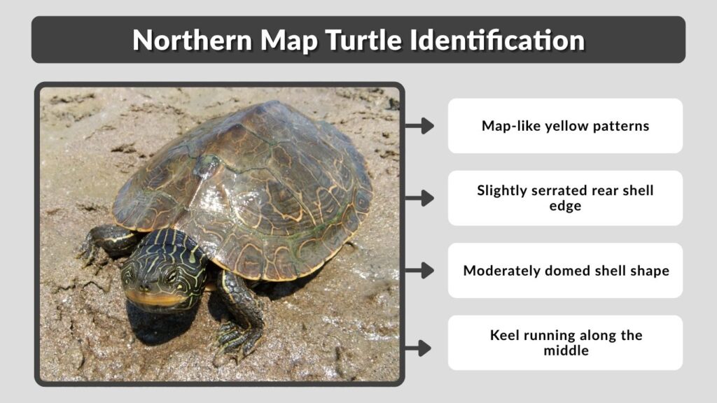 Northern Map Turtle Identification