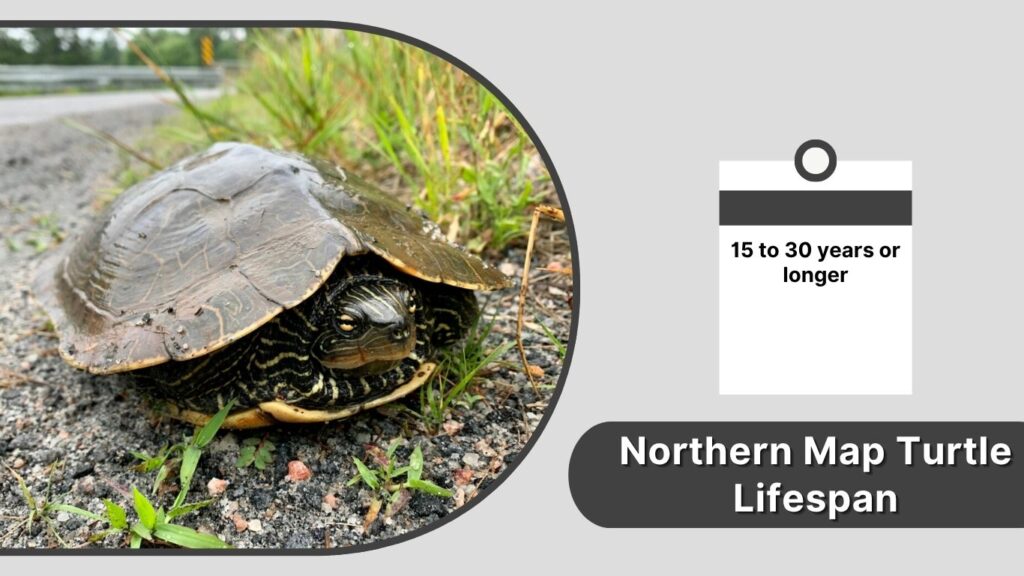 Northern Map Turtle Lifespan