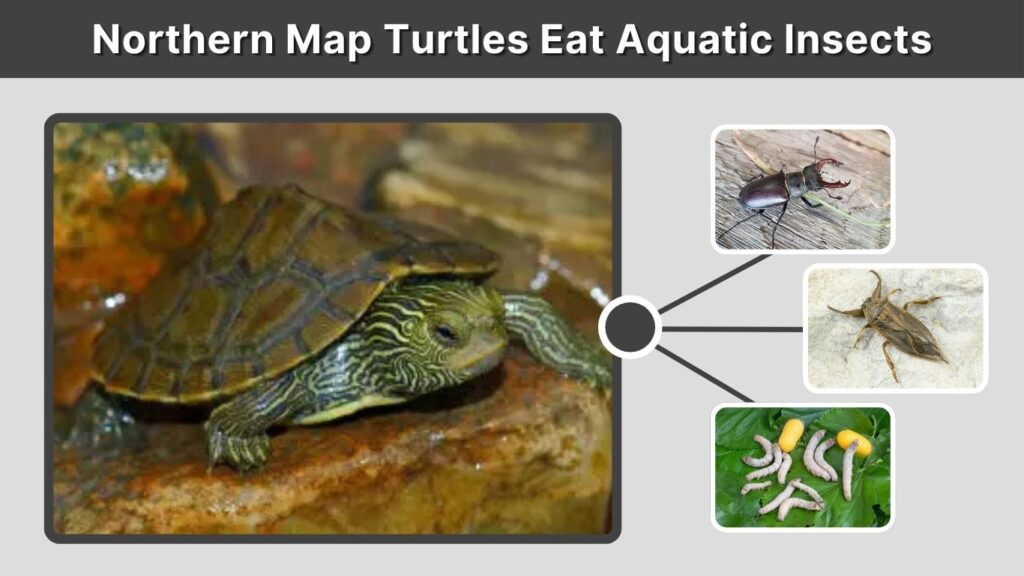 Northern Map Turtles Eat Aquatic Insects