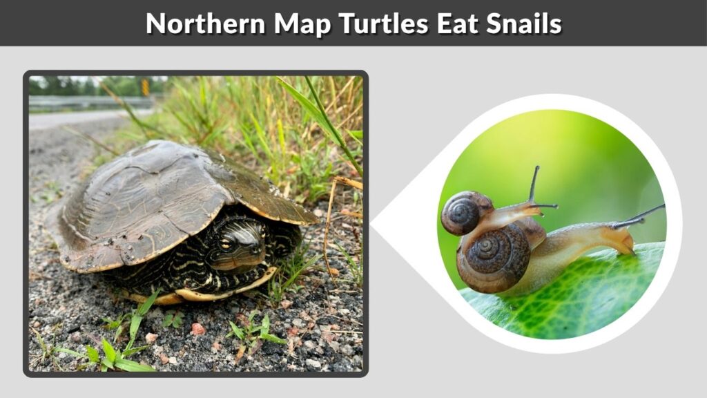 Northern Map Turtles Eat Snails