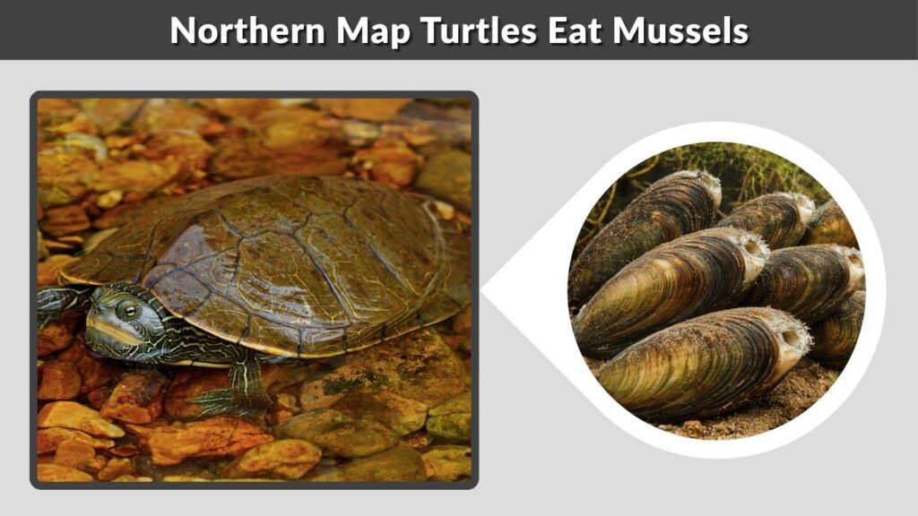 Northern Map Turtles Eat Mussels