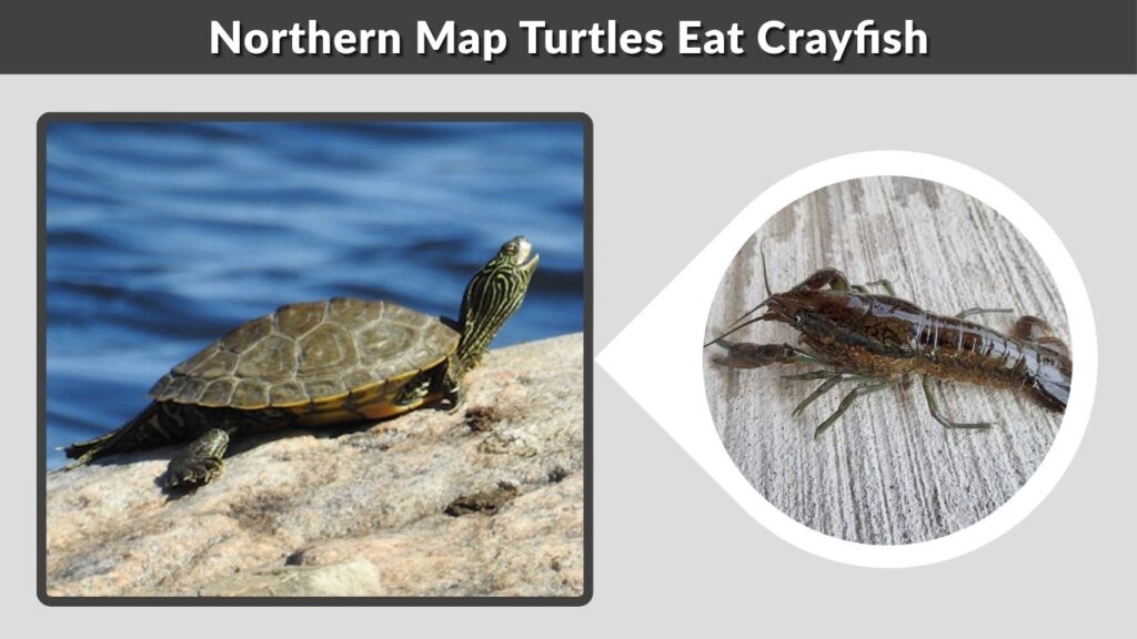 Northern Map Turtles Eat Crayfish