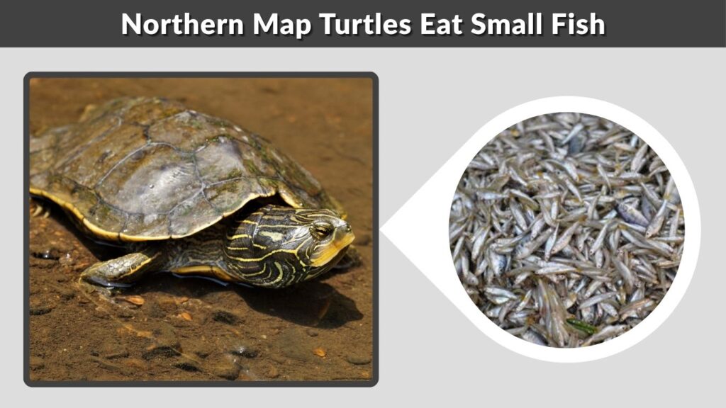 Northern Map Turtles Eat Small Fish