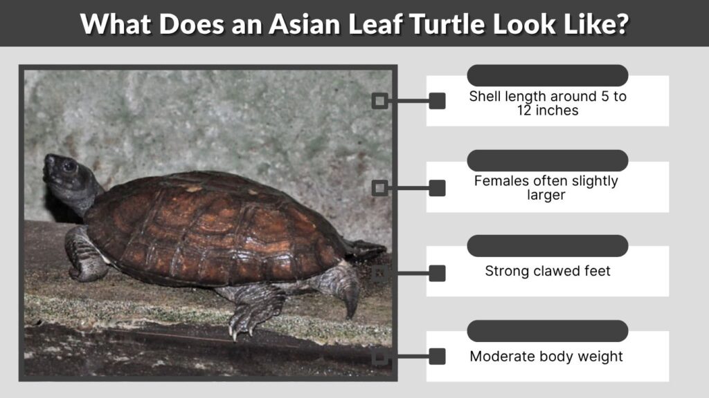 What Does an Asian Leaf Turtle Look Like?