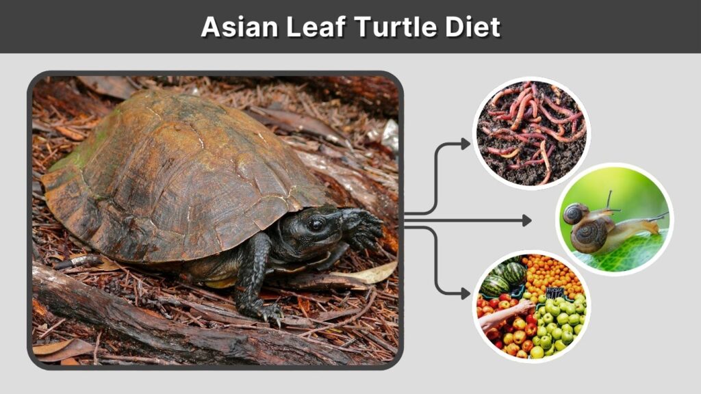Asian Leaf Turtle Diet