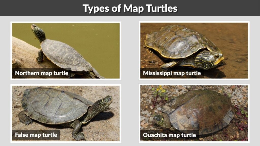 Types of Map Turtles