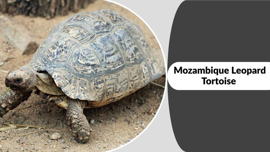 Mozambique Leopard Tortoise