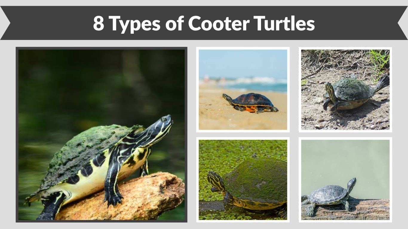 13 Types of Freshwater Turtles: Identification with Pictures