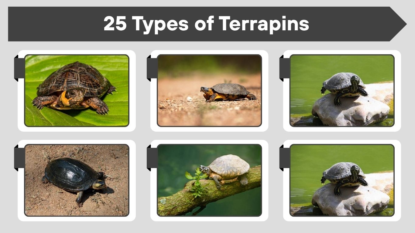 25 Types of Terrapins: Identification With Pictures and Facts