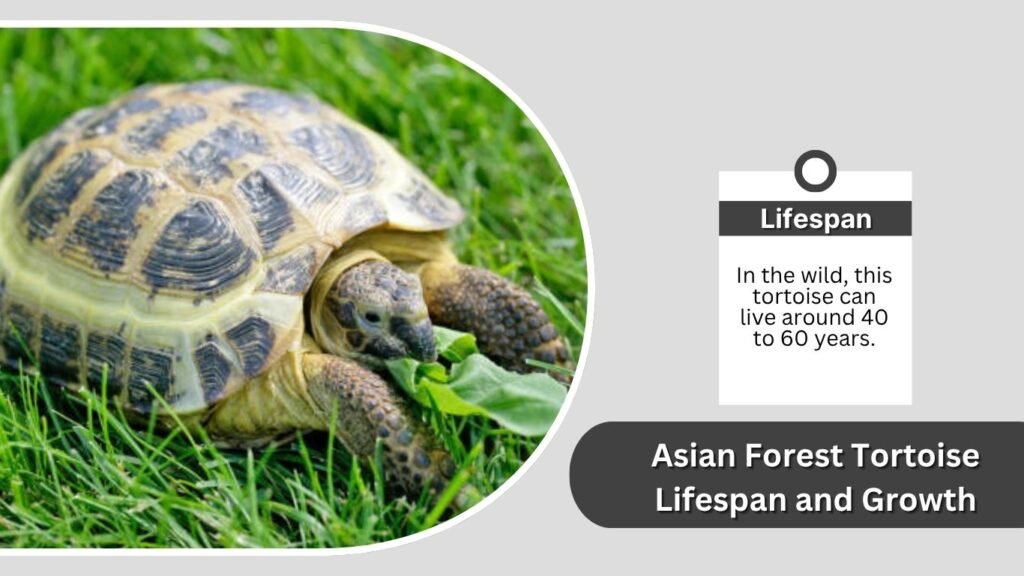 Asian Forest Tortoise Lifespan and Growth