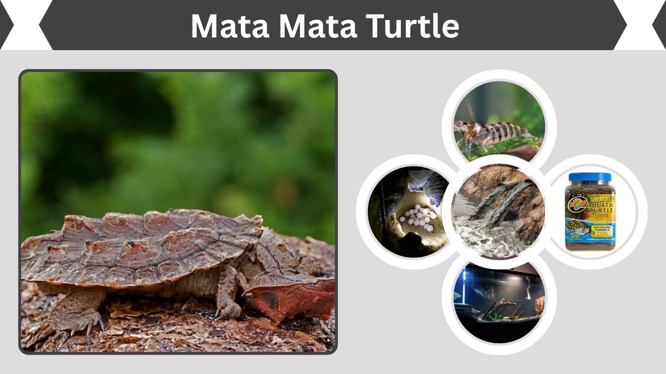 Mata Mata Turtle: Mating, Care and Tank Tips for Owners