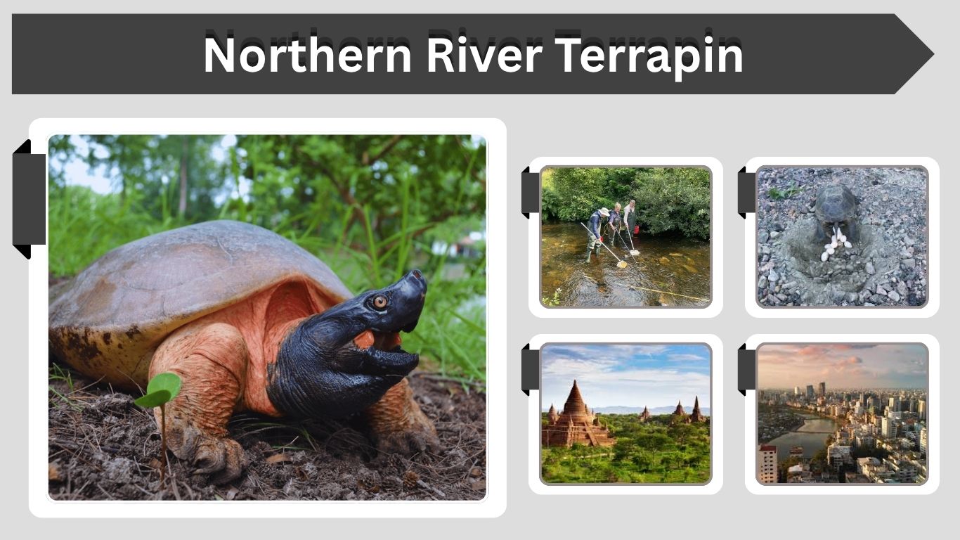 Northern River Terrapin: Diet, Habitat and Threats