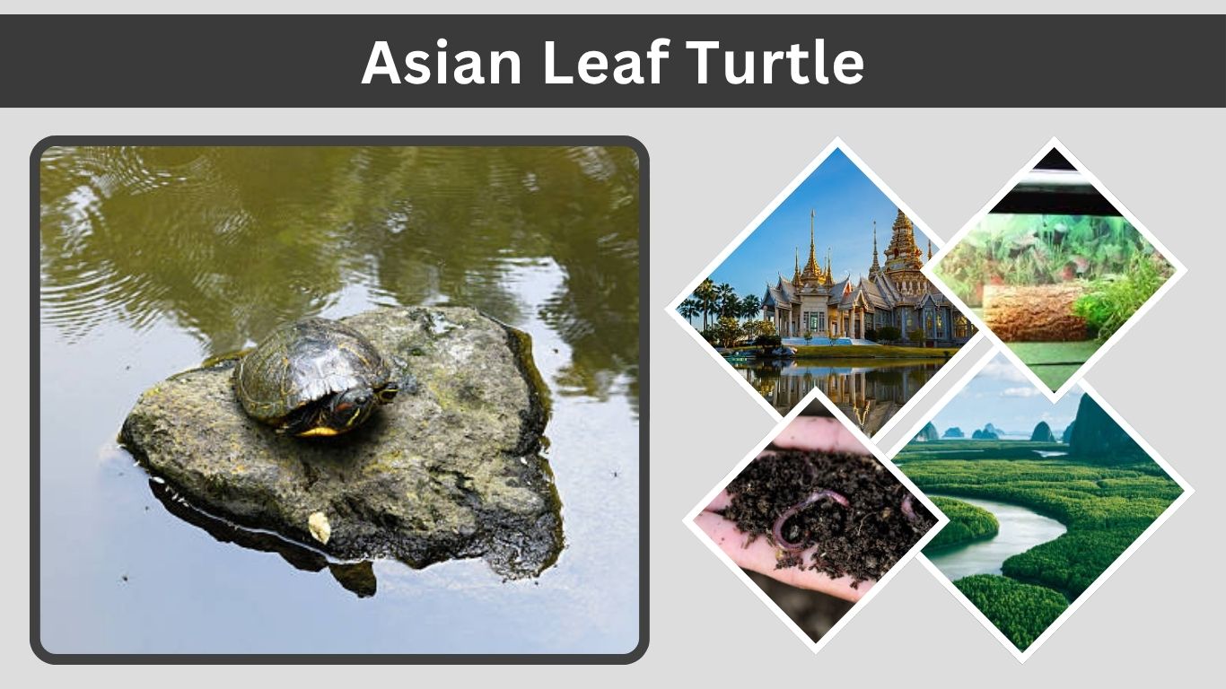 Asian Leaf Turtle: Care, Habitat, Diet and Health Guide