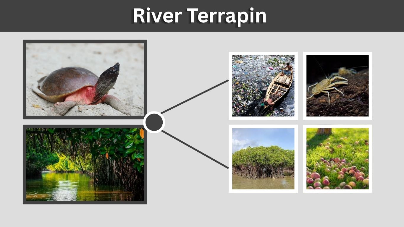 River Terrapin Facts, Habitat, Diet and Care Guide