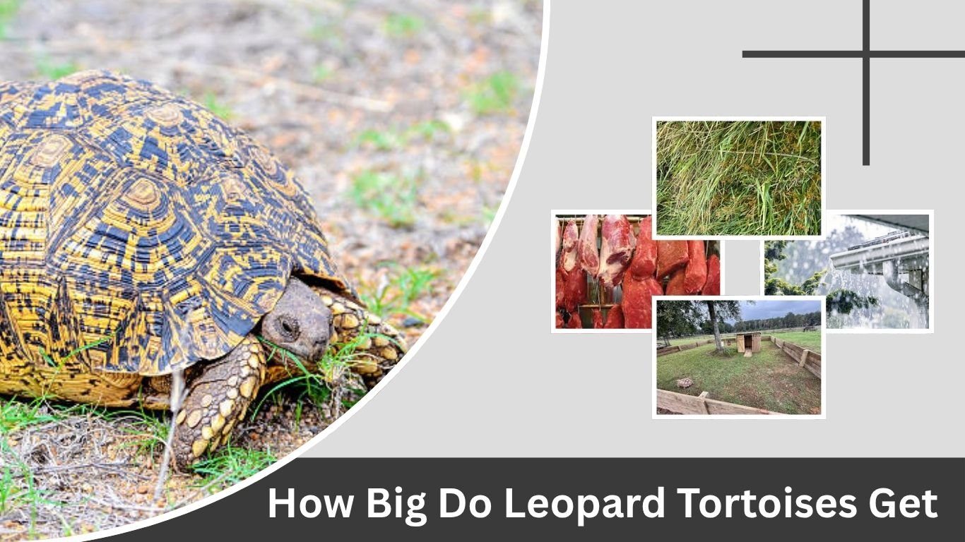 African Leopard Tortoise Diet, Size, and Habitat