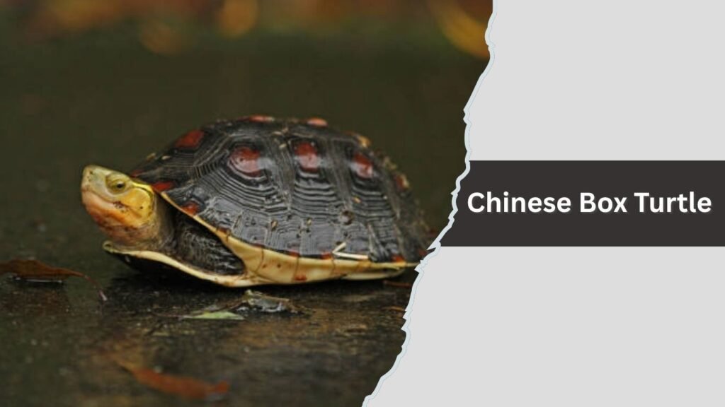 Chinese Box Turtle
