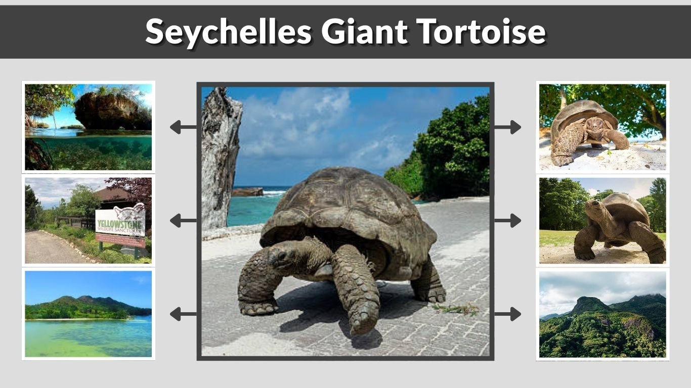 Fascinating Seychelles Giant Tortoise Facts