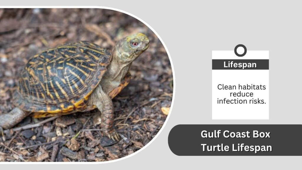 Gulf Coast Box Turtle Lifespan