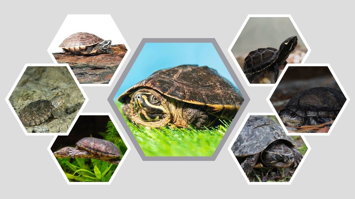Top 5 Musk Turtle Species for Beginners (ID with Pictures)