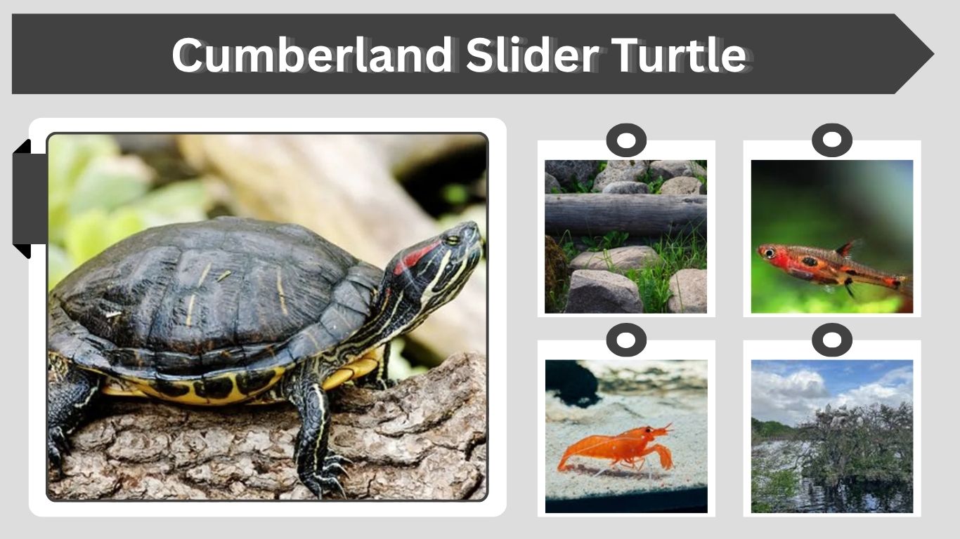 Cumberland Slider Turtle Size, Lifespan, Diet and Habitat