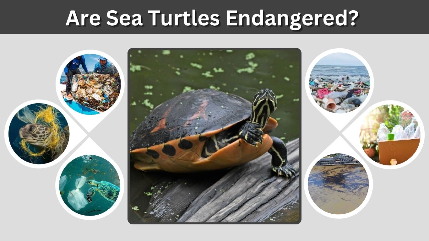 Are Sea Turtles Endangered? Causes, Threats and Conservation Efforts