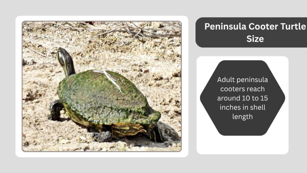 Peninsula Cooter Turtle Size