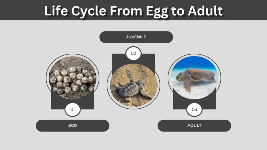 Life Cycle From Egg to Adult