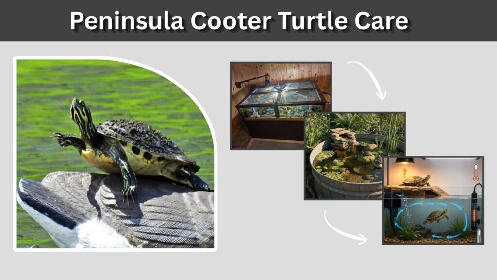 Peninsula Cooter Turtle Care