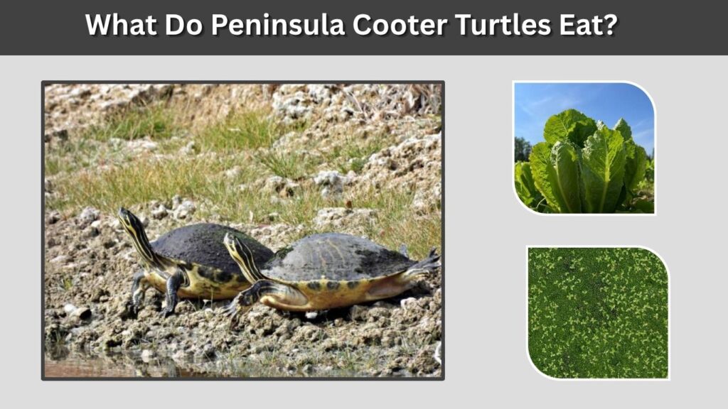 What Do Peninsula Cooter Turtles Eat?
