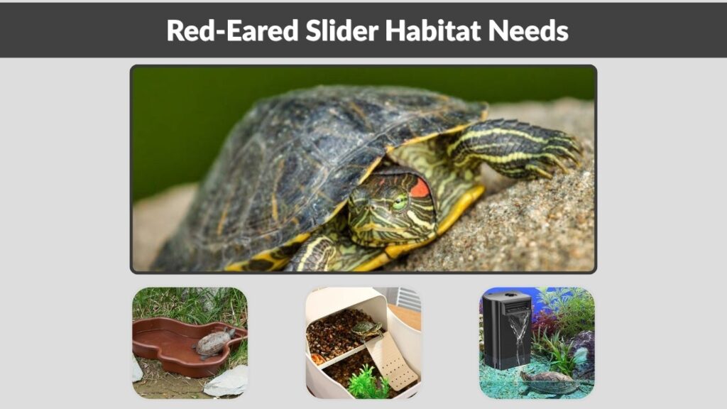 Red-Eared Slider Habitat Needs